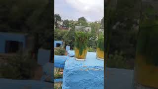 حلاوة الشاي الأخضر المغربي ?? cutest Green moroccan tea