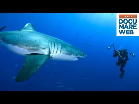 Documentario Jacques Cousteau - Il grande squalo bianco - La grande avventura del mare