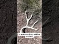 Finding Late Season Mule Deer Sheds in the Sage! 🦌☀️ #shorts