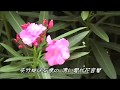 夾竹桃は赤い花/小柳ルミ子