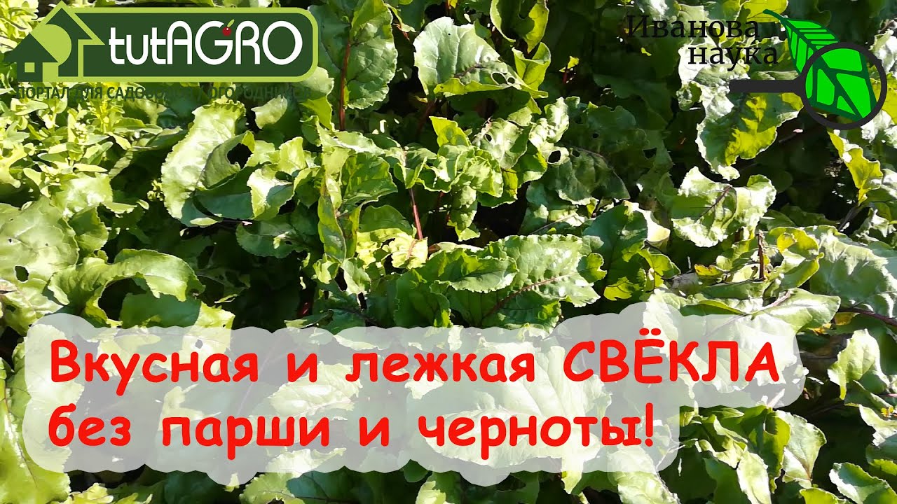 Вот что надо свёкле в августе и сентябре! Свёкла будет вкусная, лежкая, без черноты и парши!