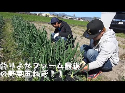 釣りよかファーム最後の野菜⁉︎