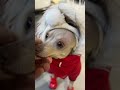 Милота зашкаливает #фермерскиеистории