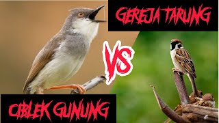 Masteran Gereja Tarung Vs Ciblek Gunung Gacor Ngebren  Full Isian Jernih Durasi Panjang