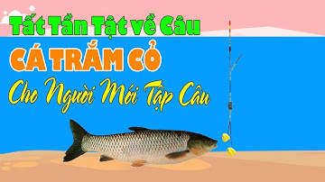👉Tất Tần Tật về Câu Cá Trắm Cỏ (Trắm Trắng)🎣 Kỹ Thuật Câu Cá Trắm Cỏ | Cân Phao Câu Cá Trắm Cỏ