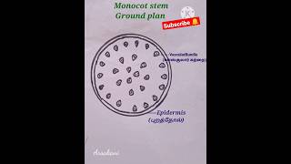Monocot stem ground plan|How to draw easily ஒருவிதையிலைதாவர தண்டு @ArsaKani #shorts #monocot