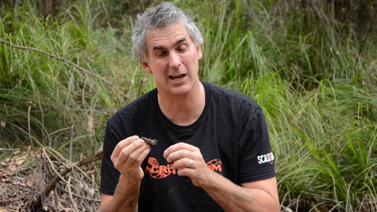 kampl Amazing Australian Tusked Frog - CrittaCam