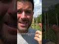 Ecco i PROBLEMI delle PIANTE di POMODORI #shorts #mattthefarmer #pomodoro