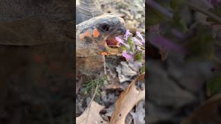 Honeysuckle ASMR #asmr #tortoise #video