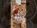 今から不思議なマジックを見せるよ✨#子ネコ #猫動画 #かしわねこ #猫のいる暮らし #