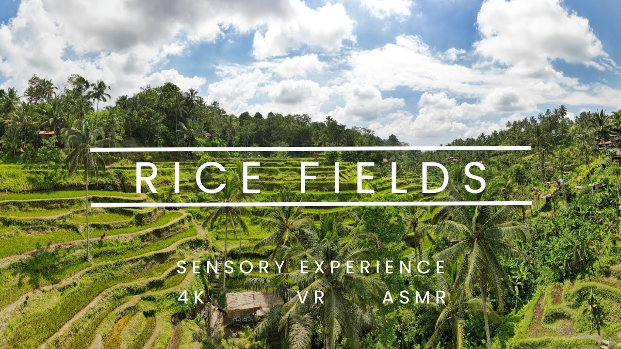 Sensory Experience | Rice Fields | VR 360 - YouTube