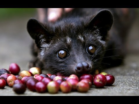 musang-pandan---asian-palm-civet