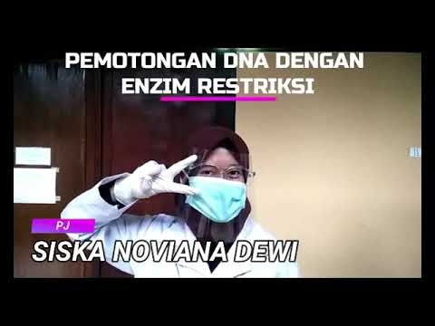 Video: Bolehkah enzim sekatan memotong RNA?