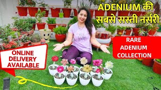 250+ Variety अडेनियम प्लांट की सबसे सस्ती नर्सरी | Online delivery | Adenium Plant  Best soil mix by Garden of Kavita 3,023 views 1 month ago 8 minutes, 34 seconds