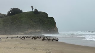 Celebrity Hiking Trail - San Mateo Coast - Pomponio State Beach | 5/16/2023 Profile