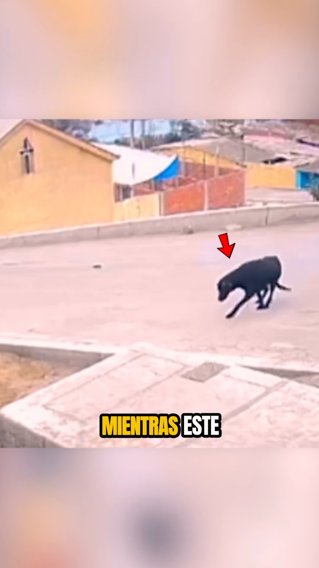 ¡De la soledad al apoyo más inesperado! ??