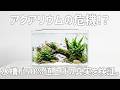 アクア用品が大幅値上げの噂。アクアリウム続けられる?実際に調べてみた。#812【アクアリウム】
