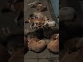 ቤተሰባዊ ሰላም አብሮነት Street 🐕🐕🐕