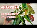 МАЛО КТО ЗНАЕТ ЧТО АНТУРИУМ ПЕРЕСАЖИВАЮТ ТОЛЬКО ТАК!