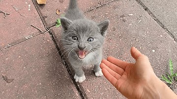 When the Cat Distribution System Says  