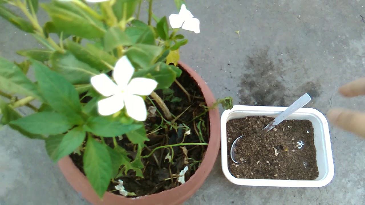 35.USE TEA LEAVES AS ORGANIC FERTILIZER IN MY PLANTS // HOMEMADE