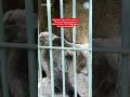 Mother Bear Desperately Tries to Reach Her Cubs #bears #wildlife #animals