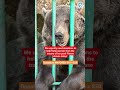Mother Bear Desperately Tries to Reach Her Cubs #bears #wildlife #animals