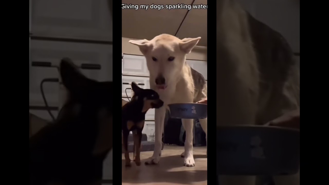 Giving dogs sparkling water