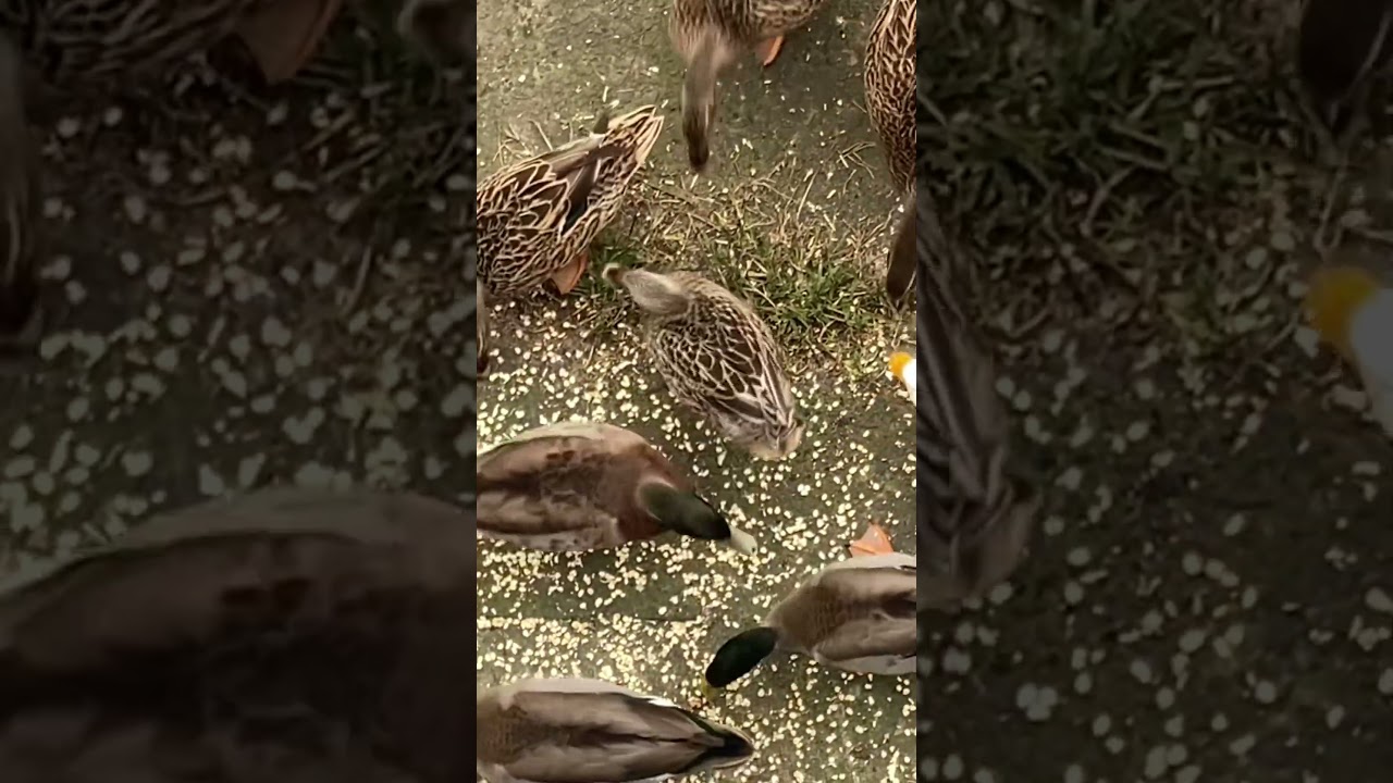 Dumped ducks in our back yard eating