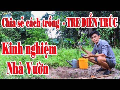 Video: Cách Trồng Tre Tự Chế