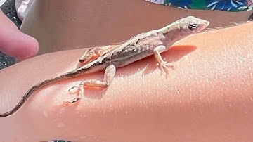 Adding and subtracting fractions with pattern blocks