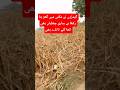 گیدڑوں نے مکئی میں گھر بنا رکھا ہے ساری چھلیاں کھا گئے Viral Shorts Viralvideo Agriculture 