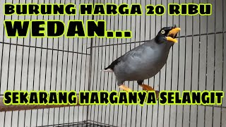 BURUNG JALAK BISA NGOMONG