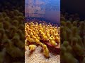 Ducks#chicks#foryoushorts