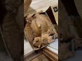 箱が落ち着く猫達 #猫