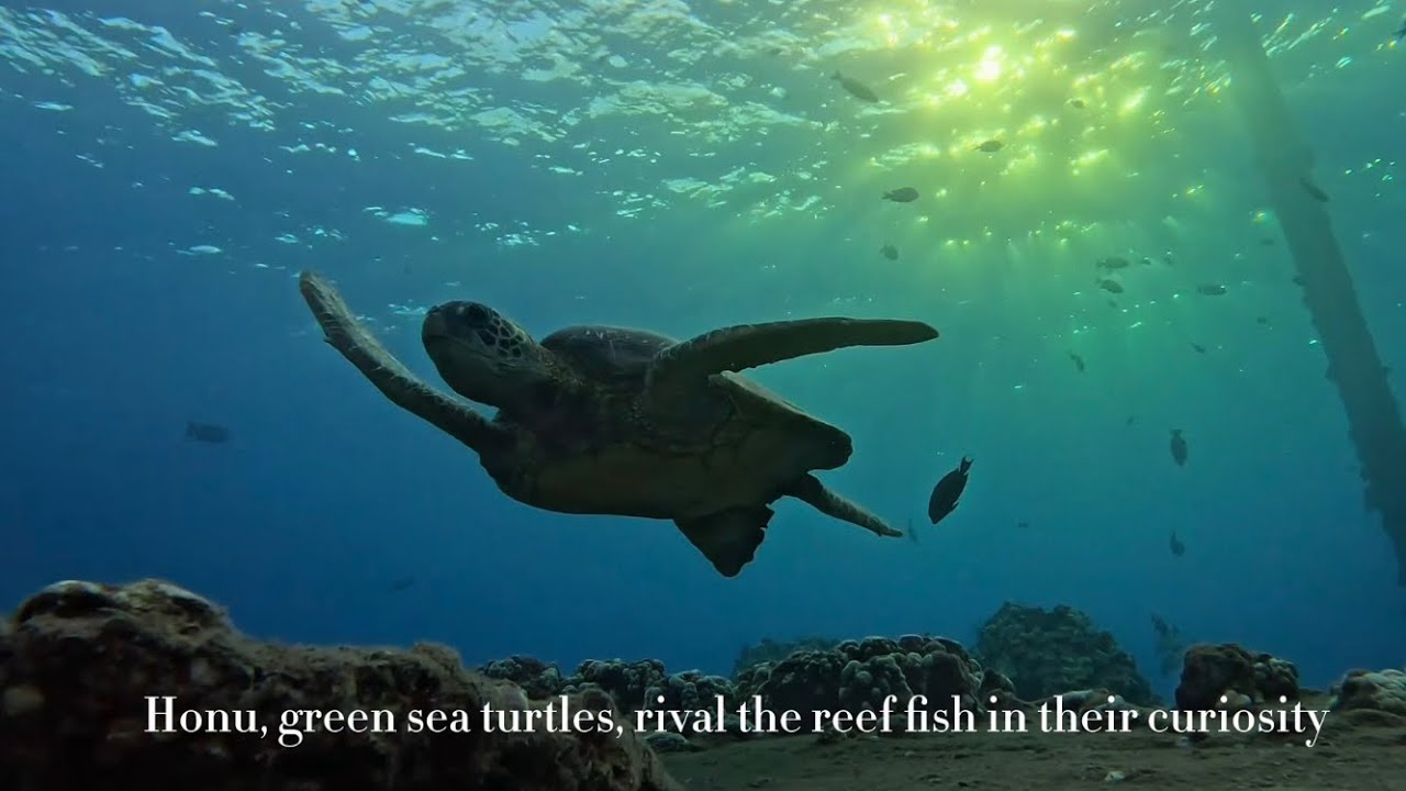 Ocean's POV Reef Life