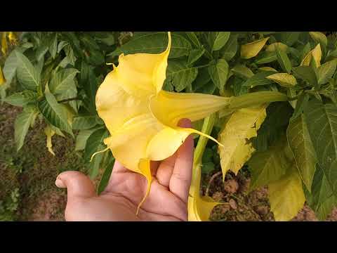 Video: Brugmansia Angel Trompet - Tips til pleje af Brugmansia udendørs