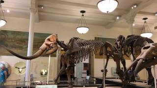 Friendly Bones At The American Museum Of Natural History