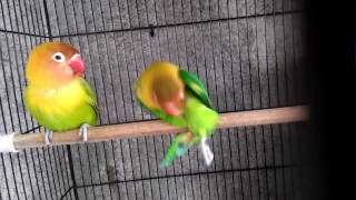 Video lucu burung lovebird
