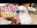 ママが仕事中だと察したオウムの行動