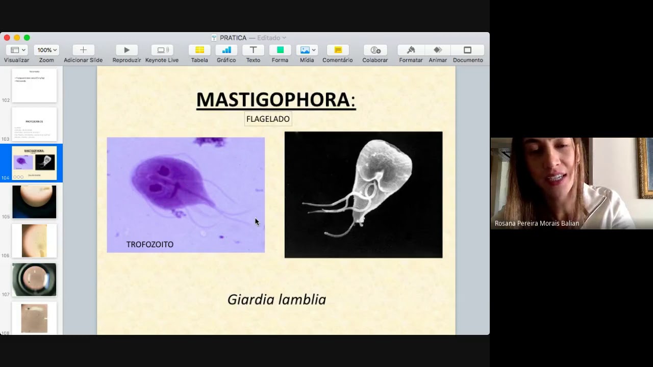 Giardia trophozoite size, Giardiasis és candidiasis