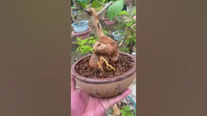 三角梅坨坨是千里挑一，紫金葫蘆那就是萬里挑一的，你同意嗎？#三角梅 #花卉綠植 #養護小知識 #愛生活愛養花 #種植小技巧 - 天天要聞