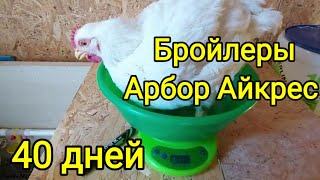 Как растут бройлеры. Арбор Айкрес вес в 40 дней