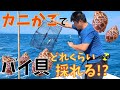 カゴ漁で狙うはクロバイ貝！初漁の結果やいかに！？漁師の息子は貝よりも他の生物に夢中😂😂バイ籠漁 Babylonia japonica