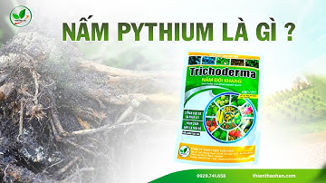 Nấm Pythium là gì, và gây hại gì cho cây trồng?