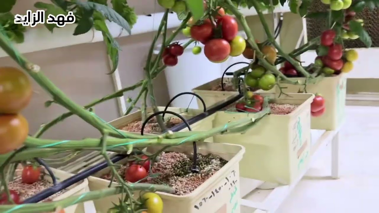 انتاج الخس الكوسة الجزر الطماطم التين الكمكوات 
