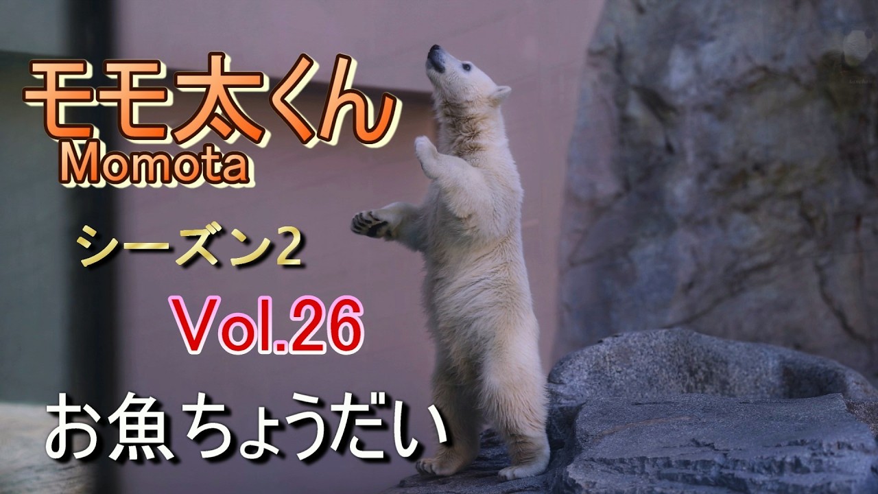 モモ太くん 26 (シーズン2) ~男鹿水族館GAO~【A polar bear cub