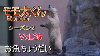 モモ太くん 26 (シーズン2) ~男鹿水族館GAO~【A polar bear cub