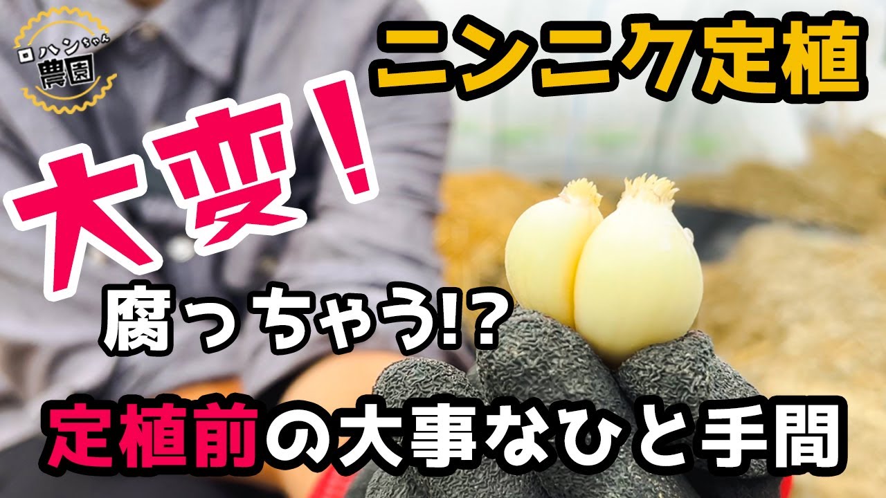 Planting garlic] [Home gardening] Don't plant damaged garlic! How