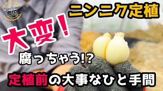 【ニンニクの定植】【家庭菜園】【無農薬】キズがついてるのは植えないで！！ニンニクの育て方